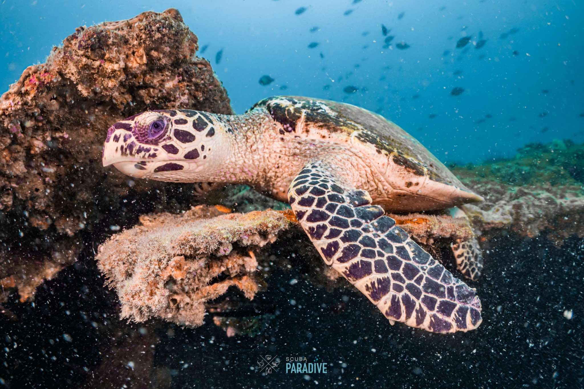 Turtle from dive