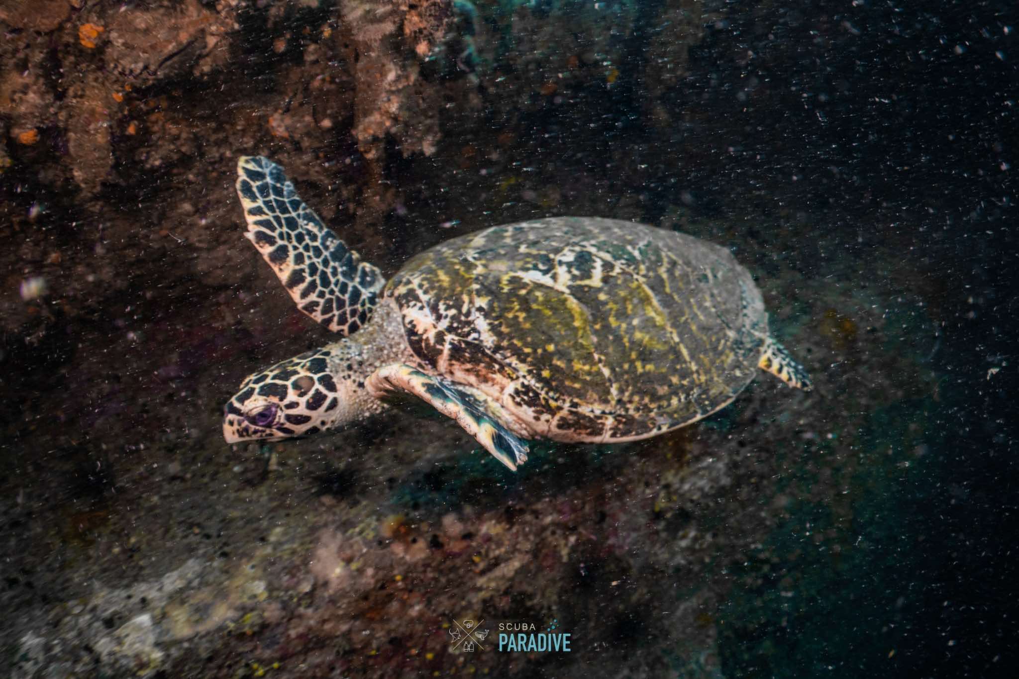 Turtle from dive