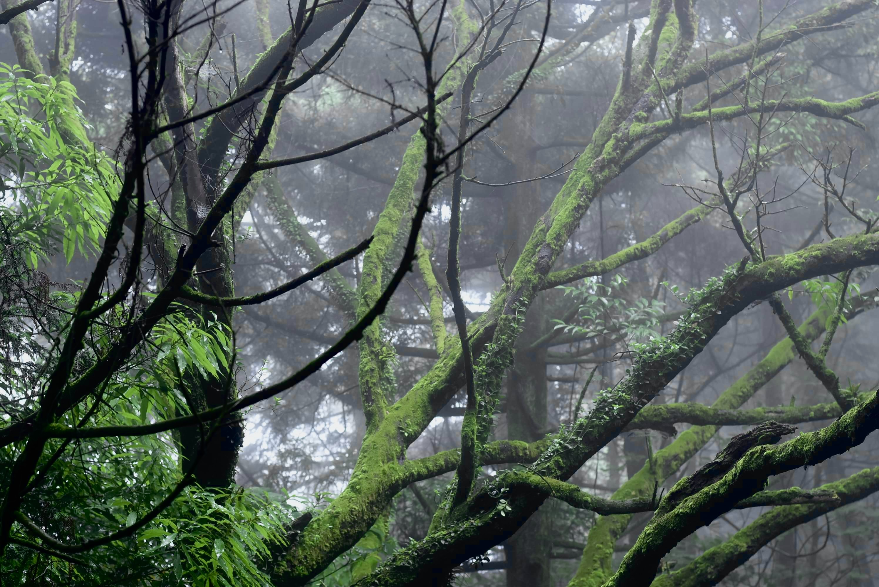 Forest in Yangmingshan National Park